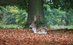 Stag in Autumn