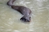 Otter