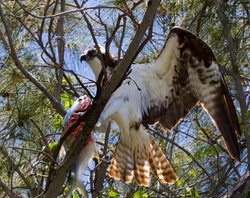 Osprey_0006