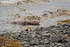 Otter