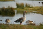 Greylag Goose