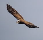 Marsh Harrier