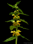 Yellow Archangel (01)