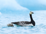 Barnacle Goose & gosling, Jokulsarlon, Iceland