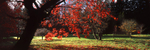 Luminous Acer, Thorp Perrow