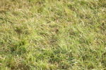 SBM_10532