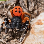 the ladybird spider (Eresus kollari,)