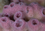 Haliclona sp