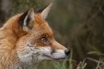 RED FOX REF RF2/5