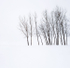 FEBRUARY TREES #1 - NORFOLK COUNTY