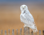 Perturbed Snowy