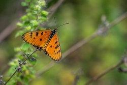 Tawny Coster