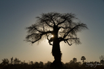 Okavango Sunset 2