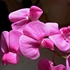 Sweet pea