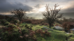 Dartmoor