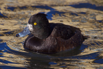 Tufted Duck (female), pale base to bill variant