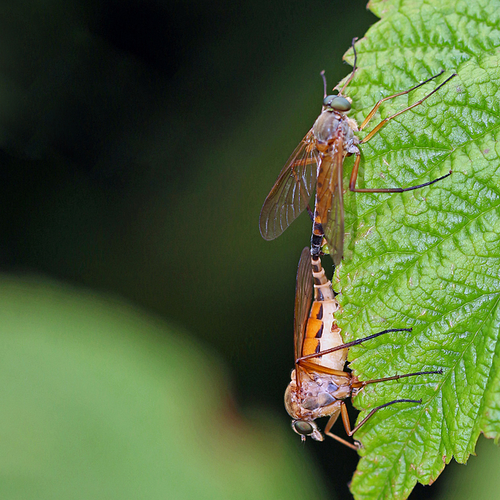 A mating pair of snipe flies(Rhagionidae Rhagio).