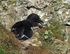Razorbill