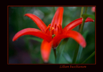 Lilium buschianum