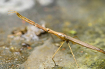 Freshwater stick insect
