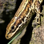 Viviparous Lizard (04)