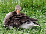 Slimbridge-2