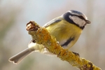 Blue tit TZ7 P1020499