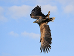 Sea Eagle in fast dive for fish, Flatanger, Norway