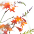 Montbretia in the Air!