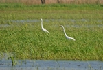Great White Egrets