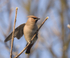 Waxwing