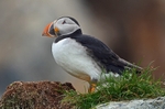 Puffin
