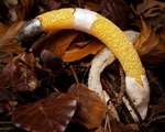 Dog Stinkhorn