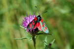 Six-Spot Burnet