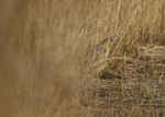 BITTERN, LEIGHTON MOSS, JAN 2011