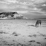 A horse with no name.