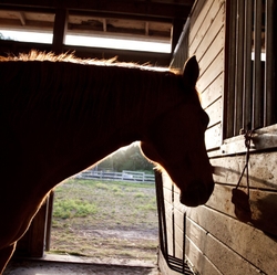 AnimalsCreatures _0017