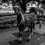 Appleby 023