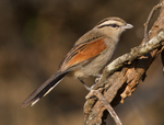 Brown-crowned Tchagra perched on a branch