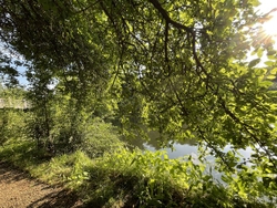 LANDSCAPES & TREES portfolio