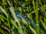 Common Blue Damselfly