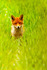 fox vulpes vulpes-4123