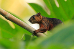 Variegated Squirrel at Leaves & Lizards