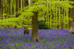 Beech and Bluebells