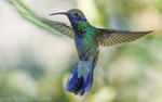 Sparkling Violetear