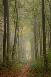 Path through Itchen woods