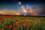 z4274 Poppyfield Milky Way Mottistone