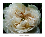 Rosa alba 'Mme Plantier' 2