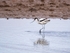 Avocet