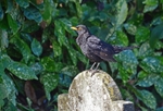 Blackbird